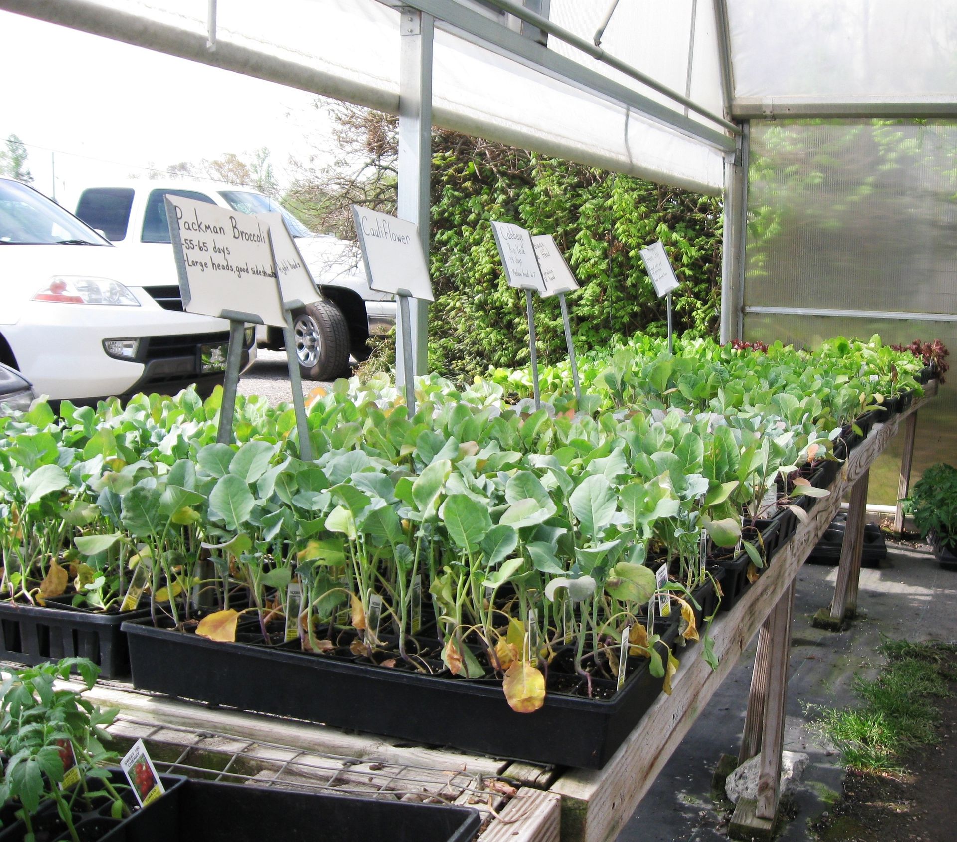 Fruit and Vegetable Plants Myers Greenhouse WinstonSalem, NC